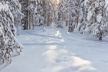 Beautiful winter forest, fir trees covered with snow. Ounasvaara, Rovaniemi, Finland