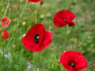 Fototapeta premium Closeup of beautiful red poppy flowers in a sunny meadow in the countryside