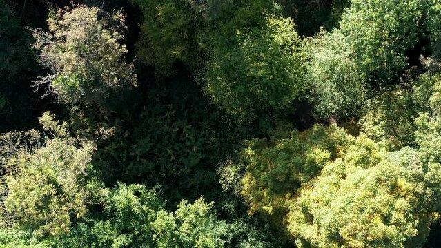 Drone aerial view of England woodland fly over autumn. Oak forest hover and zoom nature and woods rural background UK 4K