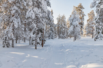 Beautiful winter forest, fir trees covered with snow. Ounasvaara, Rovaniemi, Finland