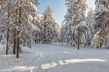 Beautiful winter forest, fir trees covered with snow. Ounasvaara, Rovaniemi, Finland