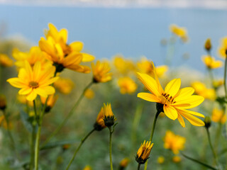 Fototapeta premium fiori sul lago d'iseo