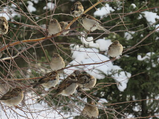 pine tree branch