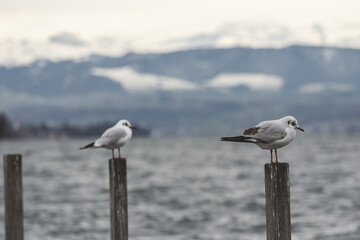 Shallow focus shot of gulls standing on wooden poles with blur gray sea in the background