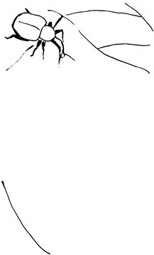 ゾウムシ