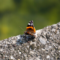 farfalla in autunno