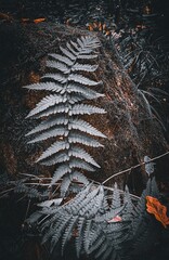 closeup of fern in the forest in dramatic look