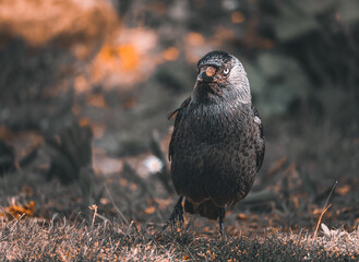 Close-up of a Jackdaw in a dramatic look