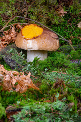 Bolétus edúlis. Boletus in the forest. White mushroom in green moss close-up
