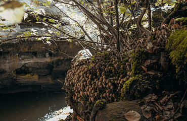 small mushrooms on a rock on a river bed