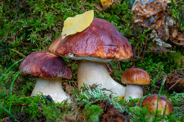 Boletus edulis. Boletus in the forest. A family of porcini mushrooms in green moss close-up