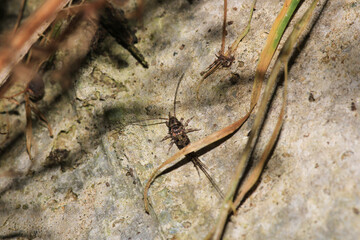 archaeognatha silverfish macro photo