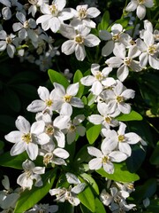Fleurs d'oranger du Mexique