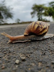 snail on the sand