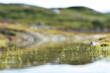Beautiful scene of the grass in the creek water, close-up