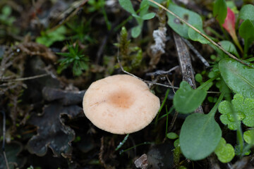 wild mushrooms in the mountains of the Sierra de Guadarrama in Madrid