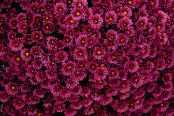 red flowers wallpers
