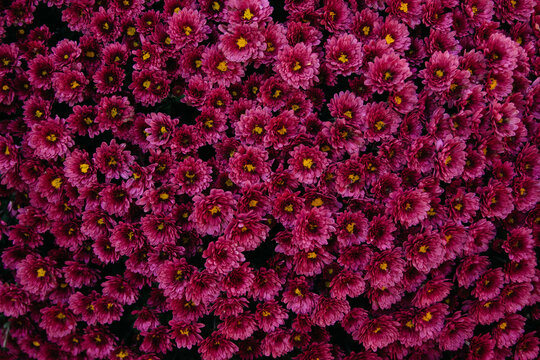 red flowers wallpers