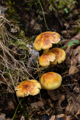 wild mushrooms in the mountains of the Sierra de Guadarrama in Madrid