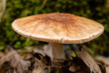 wild mushrooms in the mountains of the Sierra de Guadarrama in Madrid