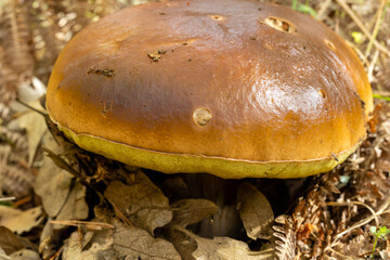 wild mushrooms in the mountains of the Sierra de Guadarrama in Madrid