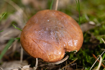 wild mushrooms in the mountains of the Sierra de Guadarrama in Madrid