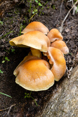 wild mushrooms in the mountains of the Sierra de Guadarrama in Madrid