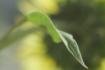 leaf with dew drops