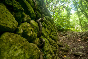 Tree root on an old stone wall in the forest