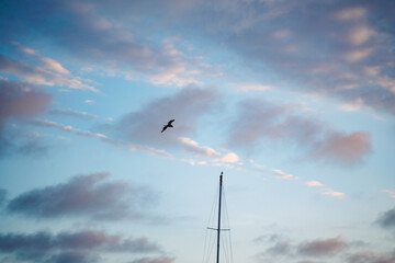 Brown pelican and boat mast in blue and purple clouds sunset sky
