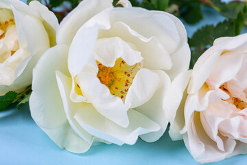 Rosehip flower, white rose close-up on a blue background, macro photography