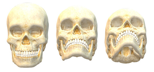 skull  skeleton anatomy anatomy