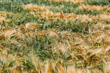 Field of triticale