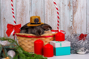 A New Year's black rabbit in a golden hat sits in a basket among the branches of a fir tree, New Year's gifts and decorations, a symbol of the year 2023