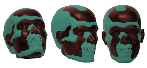 skull  skeleton anatomy anatomy