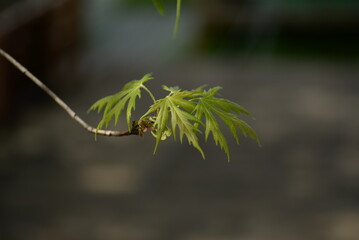 young maple leaves on a branch, a tender maple leaf close-up against the background of a gray city on a branch on a spring day, a Japanese-style texture
