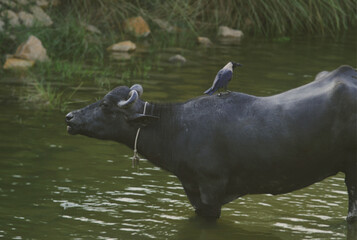 buffalo in water with crow