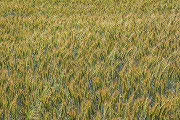 Field of triticale