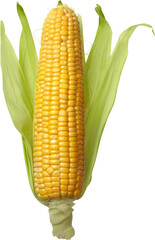 Shucked ear of corn - isolated image