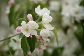 Naklejka na ściany i meble soft white apple tree flowers pink and white on the branches, spring nature trees, pear branches leaves buds, gentle background close-up on a spring day