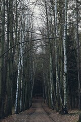 Narrow alley in the forest in autumn, vertical