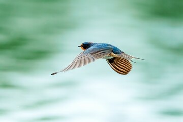 Low angle shot of a barn swallow bird flying in a clear sky