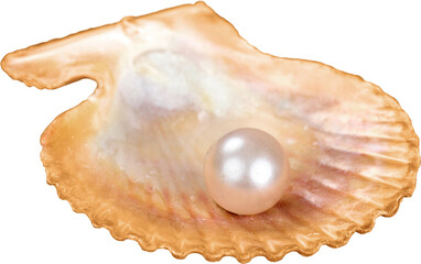 Shell pearl close-up pearl isolated oyster shell