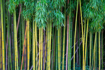 Bamboo grove full frame background pattern