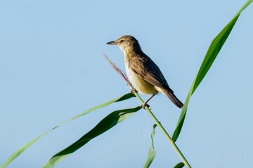 Closeup shot of a great reed warbler bird perched on a plant