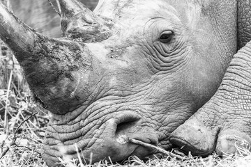 Rhino Head Eyes Horn Closeup Black White Detail Wildlife Animal.