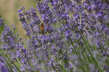 Obraz premium Bush of lavender with a bee on the branches