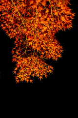 Autumn leaves in Kyoto