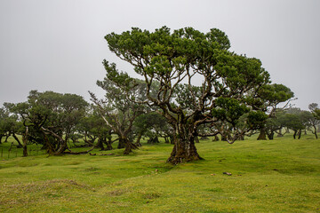 Posto Florestal Fanal on foggy day