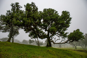 Fototapeta na wymiar Posto Florestal Fanal on foggy day